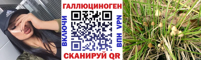 Галлюциногенные грибы Psilocybe  дарнет шоп  Саратов 